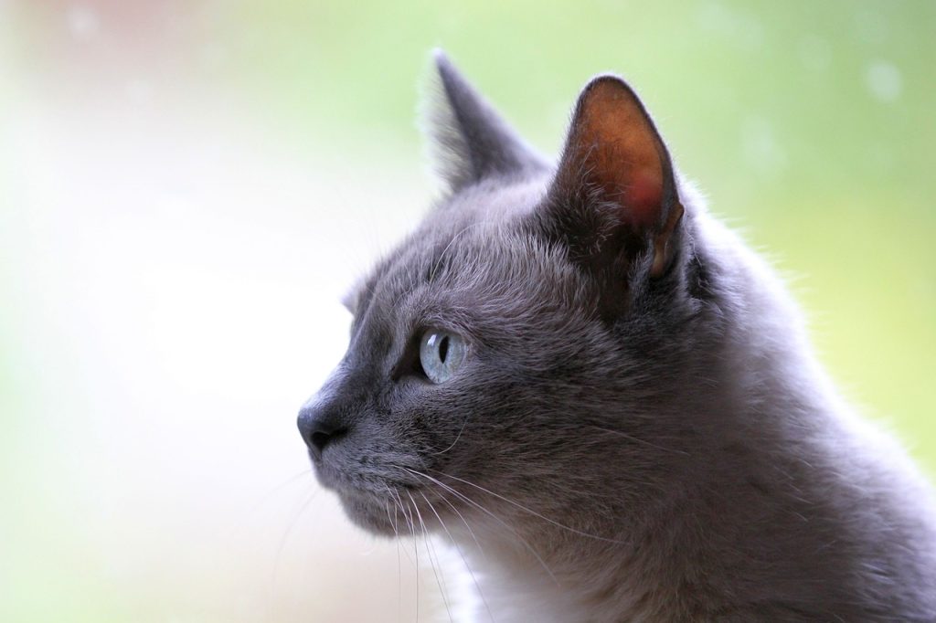 cat, domestic animal, animal-3261420.jpg
