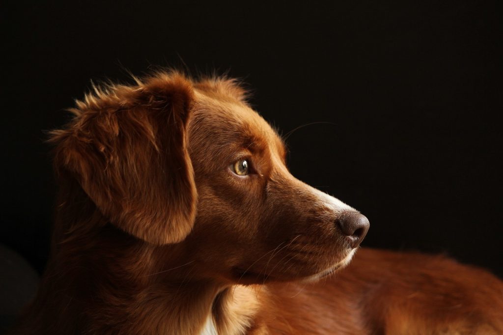 dog, pet, retriever-3735336.jpg