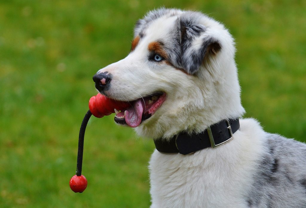 dog, young, to play-3066476.jpg