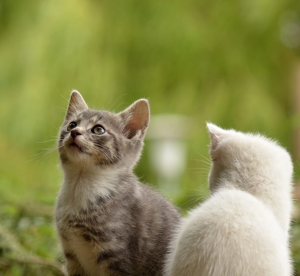 kittens, felines, pets-2273598.jpg
