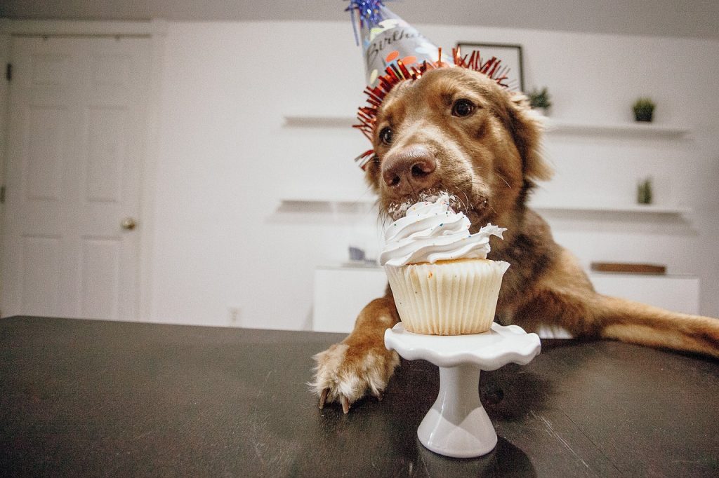 puppy, dog, celebrate-4484296.jpg