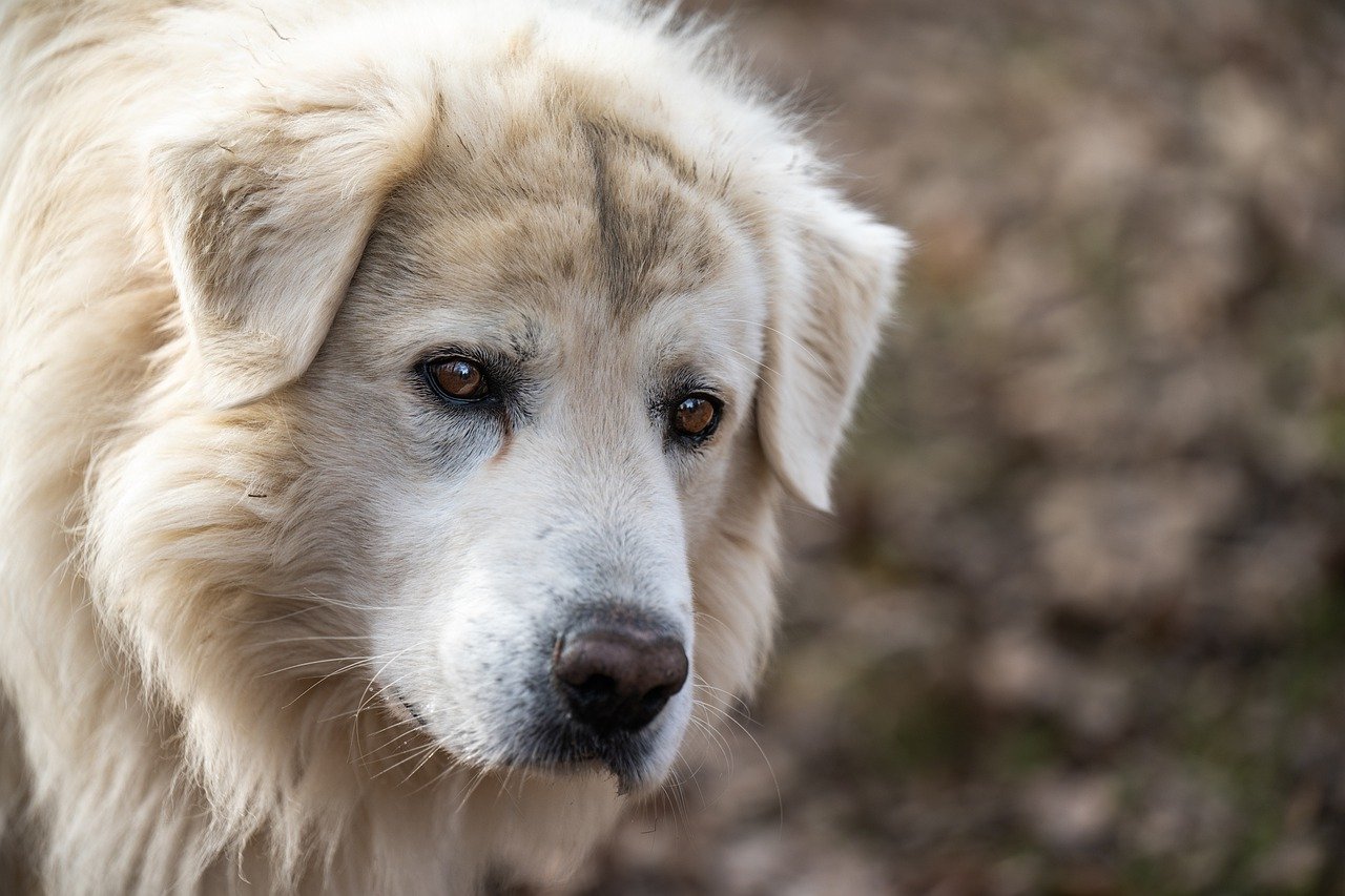 dog, friend, pet-7701374.jpg