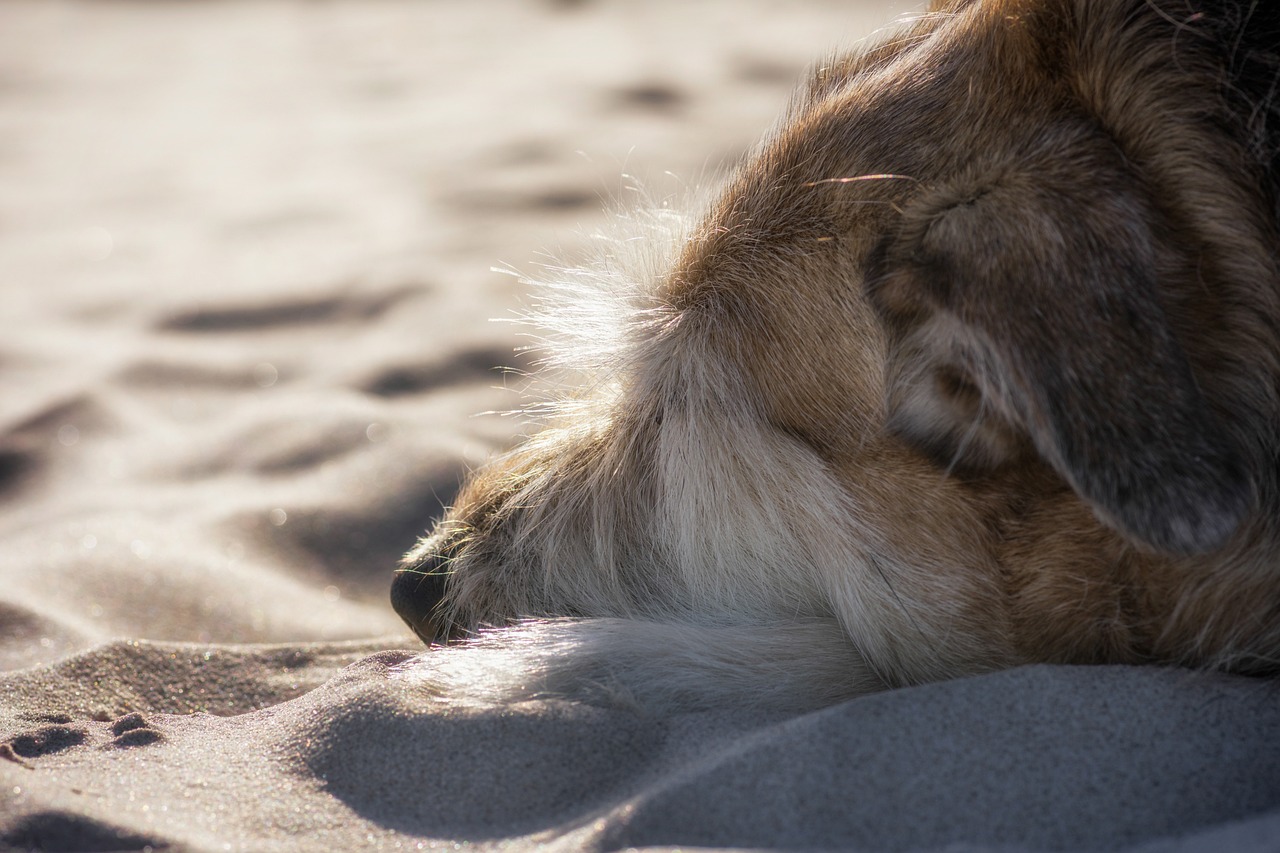 dog, nature, sand-4504178.jpg