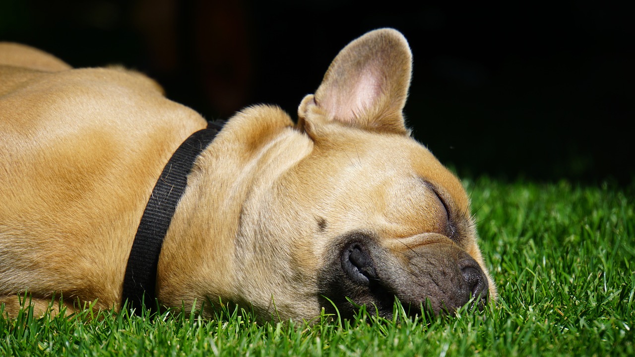 french bulldog, dog, pet-4291119.jpg