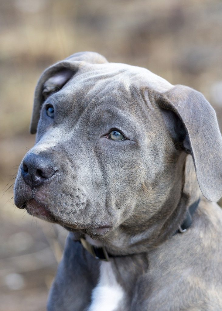 pit bull, dog, puppy-7825554.jpg