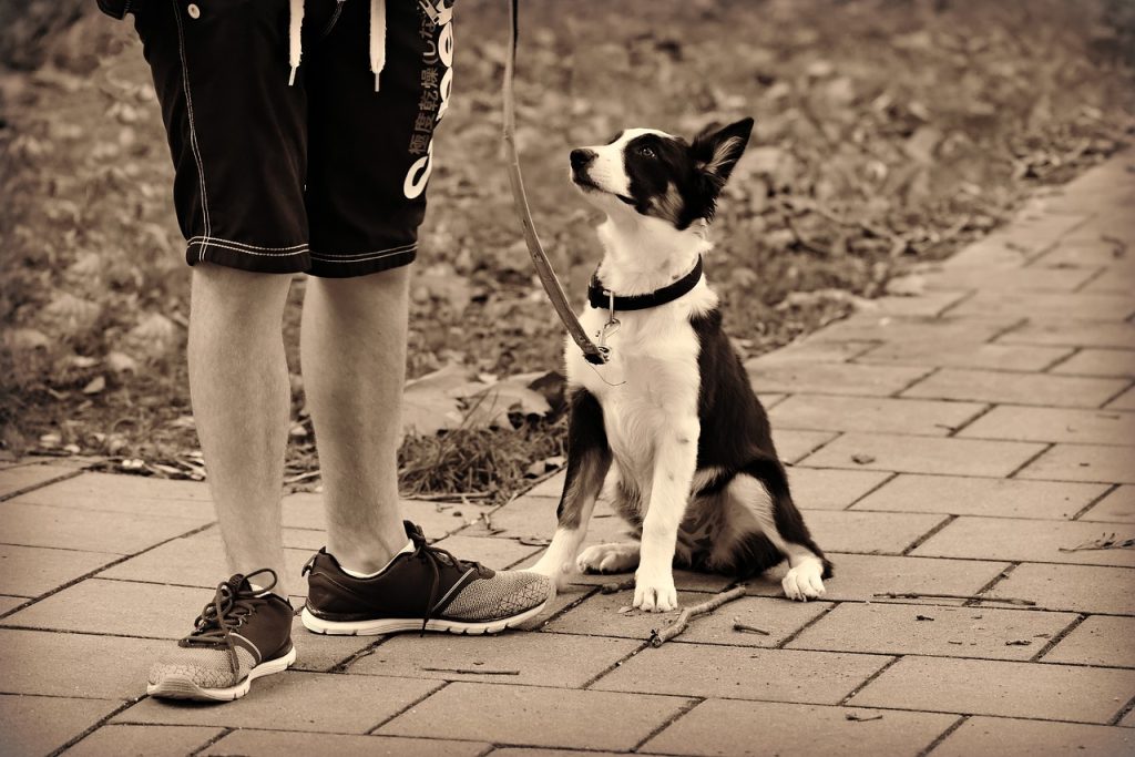 dog, animal, pet-3704580.jpg