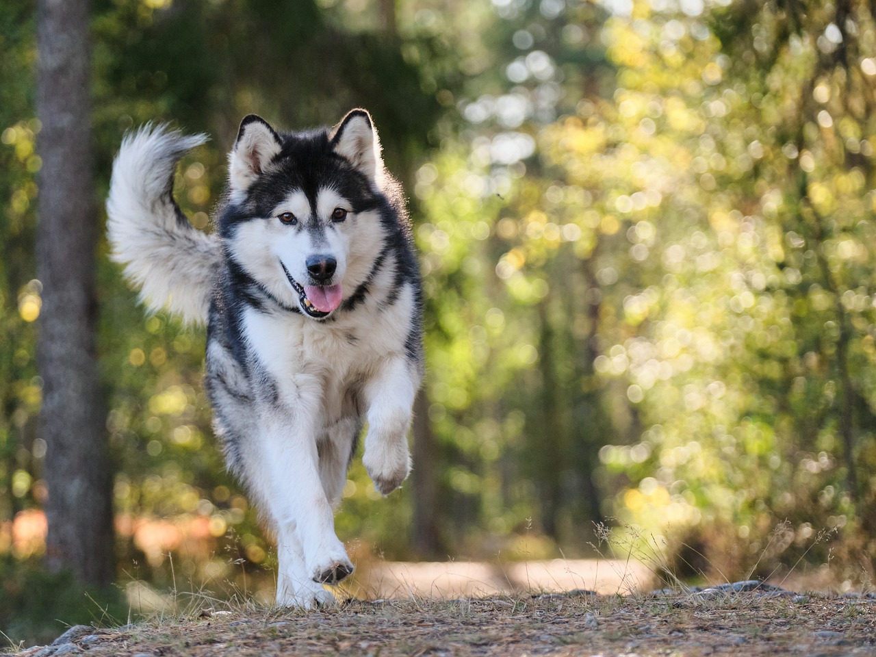 dog, canine, animal-7330712.jpg