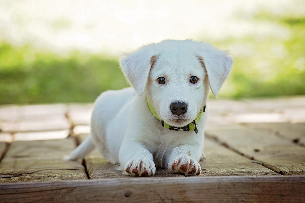 puppy, nature, dog-1903313.jpg